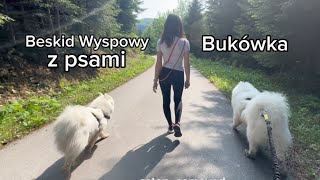 Beskid wyspowy z psami | Szczawa Bukówka | 8 km w dwie godziny