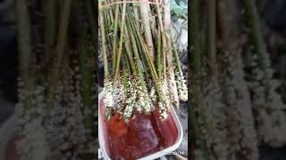 Gmelina Phillipensis Cuttings after a week. #philippines #plantitos #rooftopgardening