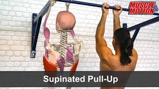 Differences Between Archer Pull-Up, Supinated Pull-Up, Diamond Push-Up...