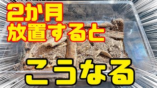 【クワガタ割出し】2ヶ月放置した産卵セットをひっくり返した結果！の巻！