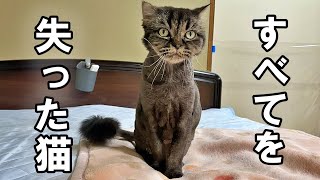 捨て猫だった老猫に優しい先住猫に涙する…【保護猫・老猫】