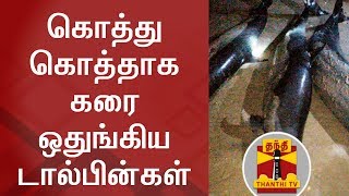 Dolphins wash ashore near Tiruchendur | Thanthi TV