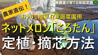 メロン栽培🍈最初が肝心！植え付けと親づる摘芯の仕方【ころたん】必ずやるべきこととは？【有機農家直伝！無農薬で育てる家庭菜園】　22/5/31