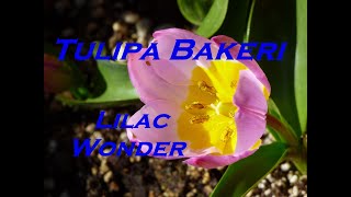 Gardeners World 2022 Episode 10 Tulipa Bakeri Lilac Wonder #YouTube #shorts