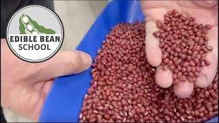 Edible Bean School: Finding a fit for adzuki beans