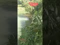 PENAMPAKAN ALIRAN SUNGAI DARI BELAKANG RUMAH DENGAN KETINGGIAN ±50MMaa Syaa Allah #viral #shorts