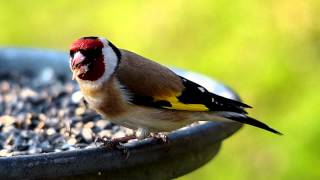 Stehlík obecný Carduelis carduelis European Goldfinch Slow Motion 100fps