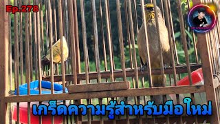 เสียงนกดอกแตงEp.278 เกร็ดความรู้สำหรับมือใหม่ในการเลี้ยงนกปรอดดอกแตง( Stripe-throated Bulbul)