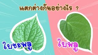 ใบพลูกับใบชะพลู ใครรู้บ้างว่าแตกต่างกันอย่างไรนะ ?