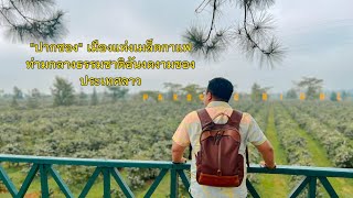 Ep2. ทริปเที่ยวลาวใต้ : เที่ยวคาเฟ่ ชมไร่กาแฟ ชมสวนดอกไม้ ปากซอง สปป.ลาว