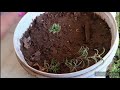 portulaca or purslane में अभी करें ये काम जल्दी फूल खिलने लगेंगे grow portulaca for cutting