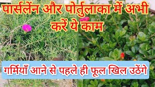 Portulaca Or Purslane में अभी करें ये काम,जल्दी फूल खिलने लगेंगे // Grow portulaca for cutting