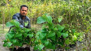 উন্নত জাতের চুই গাছের চারা।অল্প দিনে অধিক ফলন।