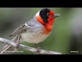 red faced warbler