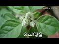 ദശപുഷ്പങ്ങൾ dashapushpangal ten medicine plants