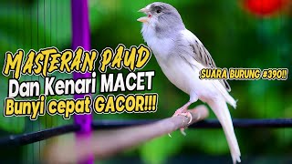 SUARA BURUNG |390| Kenari GACOR PANJANG INI Cocok untuk Masteran KENARI PAUD dan Kenari Macet BUNYI