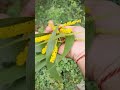 yellow acacia flower flower yellowflower acacia acaciatree tree acacias acaciawood flowers