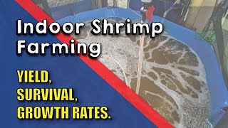 Biofloc Shrimp Harvest Performance Data | Yield, Survival, DOC |