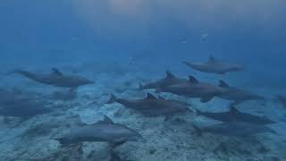 10.11.2024 - Dolphin snorkelling. Dives at Kuda Rah Thila, Lux Beyru \u0026 Dhidhdhoo Beyru near Dhigurah