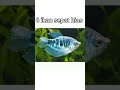 8 ikan hias yang bisa hidup tanpa aerator dan filter #shorts #shortvideo #short #shortvideos