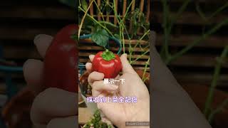 在家種甜椒 -採收上菜全記錄 #gardening #farming