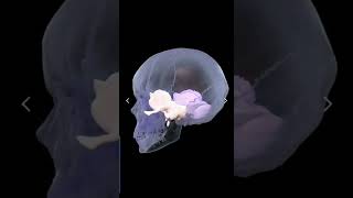 temporal bone