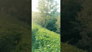 അതിരാവിലെ ഉള്ള ഒരു വയനാടൻ കഴിച്ച. #short#shortvideo