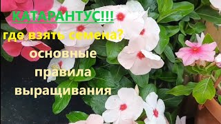 Катарантус. Где взять семена? Правила посева и выращивание. Черенкование.