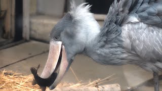 ハシビロコウ、動きます（Shoebill）