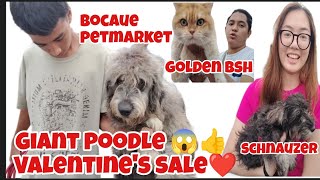 #Valentines day#Giant Poodle 😱#Golden British shorthair#schnauzer❤️❤️❤️👍👍