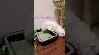 【オッドアイ幸せを呼ぶ猫】いつまでもしゃっしゃするラビちゃん#猫#cat#白猫#キンカロー#shorts