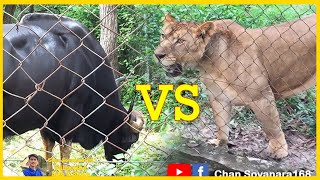 Tiger VS Gaur Cambodia - Lion VS Gaur - អំនួតរបស់សត្វតោ VS អំនួតរបស់សត្វខ្ទីង Cambodia Zoo - សួនសត្វ