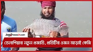 তেলাপিয়ার নতুন প্রজাতি, প্রতিটির ওজন আড়াই কেজি || Jago News