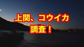 上関、コウイカ調査！