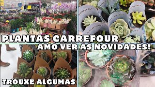 FOI DIA DE PLANTAS NO MERCADO CARREFOUR| REPOSIÇÃO| LINDAS PLANTAS #plantas #carrefour