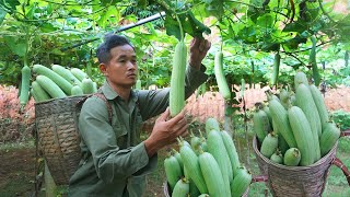 FULL VIDEO: harvesting luffa, longan, bamboo shoots, wild boar and eel traps to sell at the market