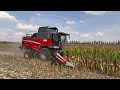 trebbiatura mais bianco 🌽 massey ferguson 7360 corma