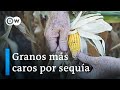 La sequía golpea a los agricultores argentinos