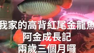 高背紅尾金龍魚成長記