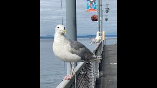 Gulls with Special Guest Heron