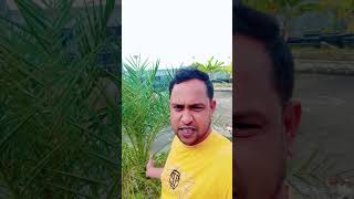 সিংগাপুর খেজুর গাছ। #shorts #reels #tree #singapore