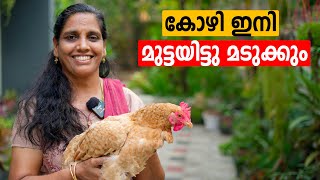 ഈ ഇല മാത്രം മതി കോഴി മുട്ടയിട്ടു മടുക്കും  |   Kozhi Valarthal Chicken Farming Malayalam