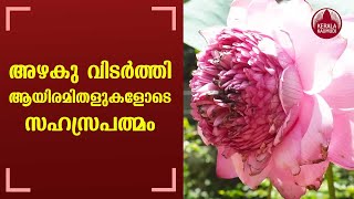 A rare 1000 petal lotus blooms in the house of Civil Police Officer Pramod Kumar