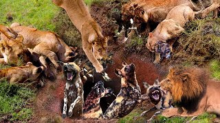 Wild Dog Confronted with Fierce Hungry Lions || Wild Animal Attack 2023