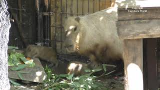 Newborn Baby Capybaras Just Four Hours Old  生まれたばかりの赤ちゃんカピバラは生後わずか4時間  剛出生的四個小時的新生嬰兒水豚