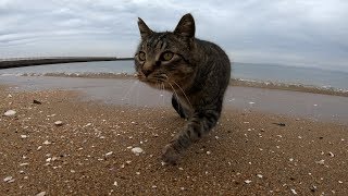 猫と一緒に砂浜を散歩してみた