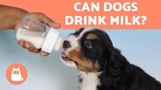 Is it OK for Dogs to Drink Milk? ⚠