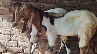 totapuri goat's kids male 3 4 month adhant andul bakra jodi for sale