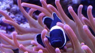 BUBBLE TIP ANEMONES - SPAWNING!