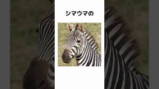 【誰かに話したくなる】シマウマの肌の色って本当は◯◯！？ #雑学 #豆知識 #トリビア #動物  #shorts